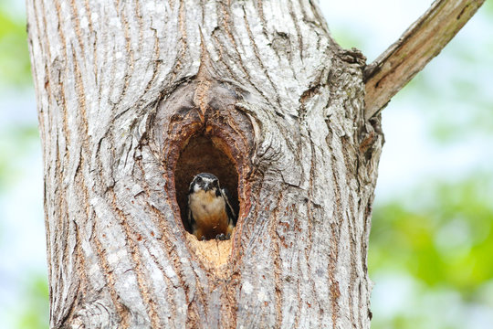 Black-thighed Falconet