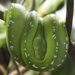 Fototapeta premium Green Tree Python hanging in tree