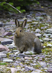 Naklejka na ściany i meble Snowshoe hare with summer coat