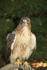 Red-tailed hawk in forest