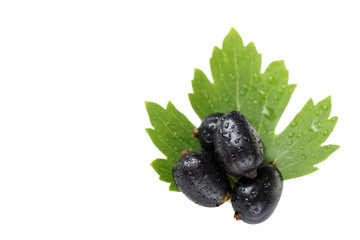 currants on a white background