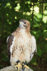 Hawk on log