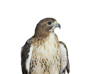 Hawk isolated on white background