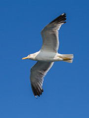 Seagull flying among blue sky