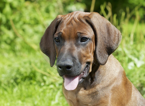 Portrait of Rhodesian Ridgeback puppy dog