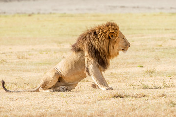 Lion  in Serengeti