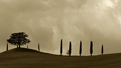 CYPRESS ON THE HILL ITALIY