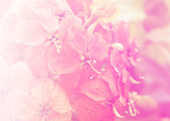 Fototapeta na wymiar abstract flower background. flowers made with color filters