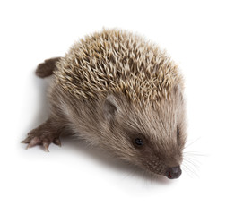 Hedgehog