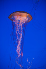 Jellyfish