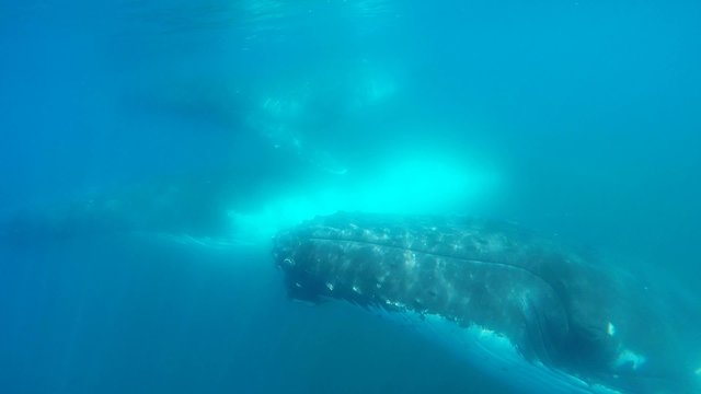 Hampback Whale