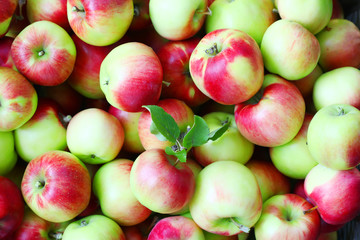 Apples