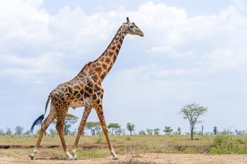 Giraffe in Serengeti
