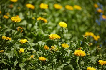 yellow meadow flowers in Vietnam