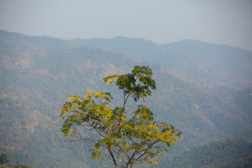 the trees on the mountain slopes