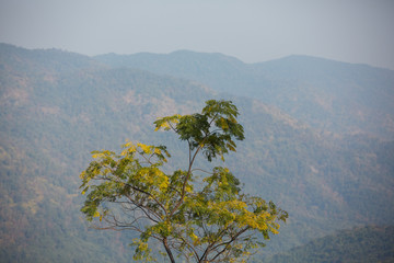 the trees on the mountain slopes