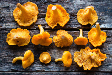 Fresh chanterelle on a wooden background