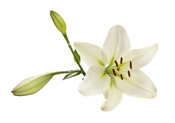 White lily flower - obrazy, fototapety, plakaty