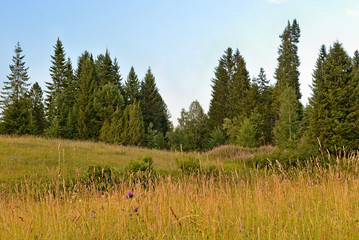 sky forest  meadow hills