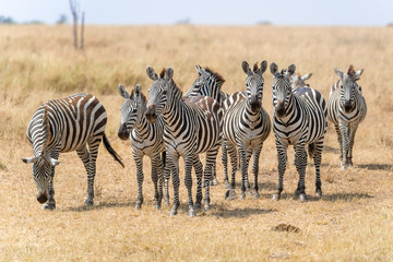 Fototapeta na wymiar Zebras in Serengeti National Park