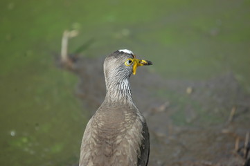 Oiseau près d une mare au masai mara 