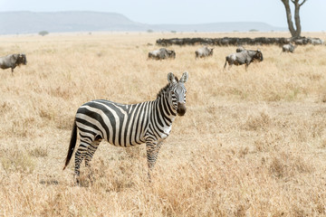 Fototapeta na wymiar Zebra in Serengeti National Park in Tanzania