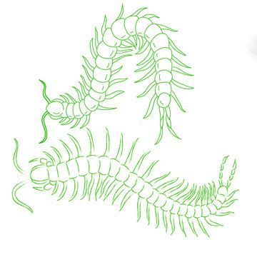 hand-drawn centipede cartoon, insect icon. vector