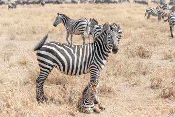 Fototapeta na wymiar Zebra in Serengeti National Park in Tanzania