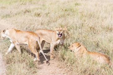 Lions  in Serengeti