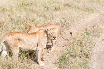 Obraz na płótnie Canvas Lion in Serengeti