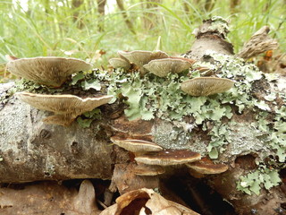 Birch Mazegill Fungus aka Lenzites betulinus, showing the intricate maze like gill formation