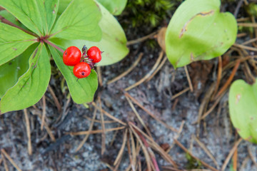 Wet red bunchberries in rural Ontario