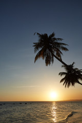 Fototapeta na wymiar Palm against the sunset over the sea