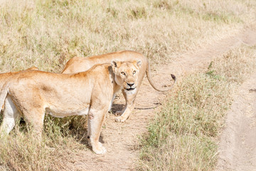 Lion  in Serengeti
