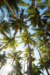 Obraz premium palm trees against a blue sky