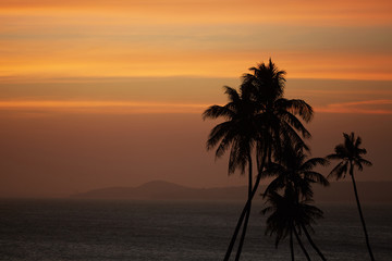 Obraz na płótnie Canvas Palm against the sunset over the sea