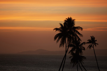 Obraz na płótnie Canvas Palm against the sunset over the sea