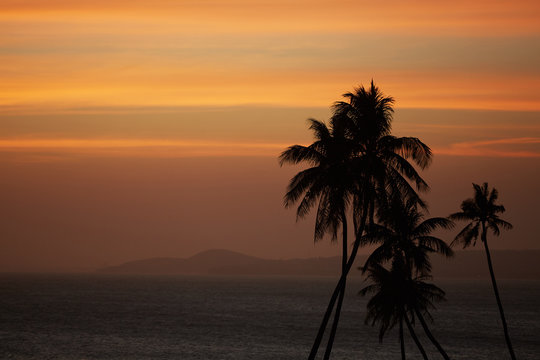 Palm against the sunset over the sea
