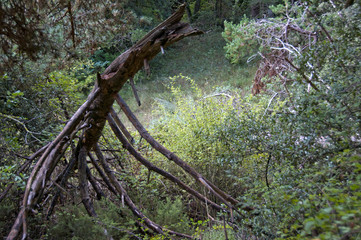 landscapes of prades	
Red pine forest and paths areas of natural interest of the Montsant mountains to Prades, Catalonia, Spain