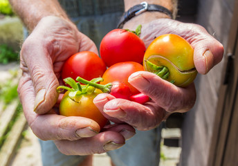 A handful of home grown tomatoes