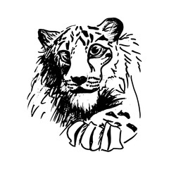 Vector hatching tiger