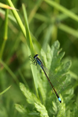 libellule