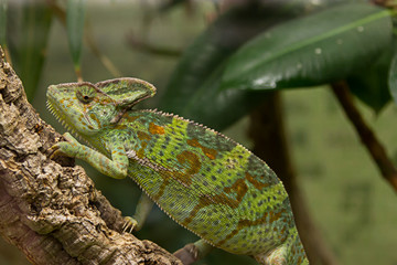 Chamäleon