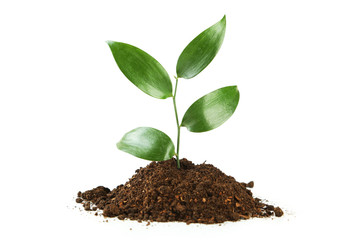 Young green plant in soil isolated on white