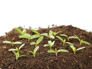 Young green plants in soil on white background