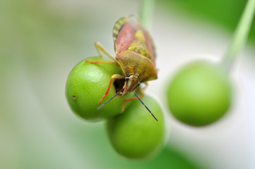 Macro shot of a green shield bug (palomena prasina) on a green plant