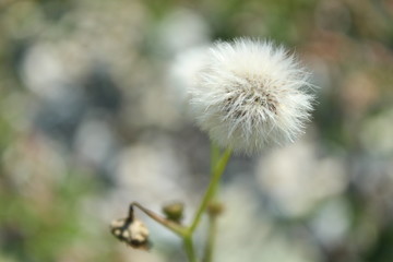 Pusteblume