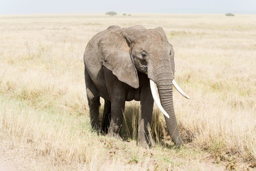 Fototapeta na wymiar African Elephant in Serengeti National Park
