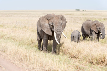 Naklejka na ściany i meble African Elephant in Serengeti National Park