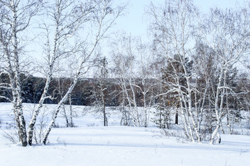 Birch and pine forest